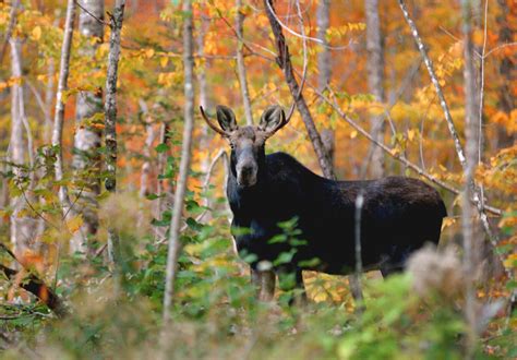 maine moose permit winners 2022.